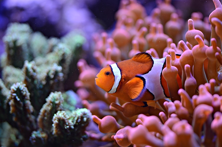 clownfish and coral