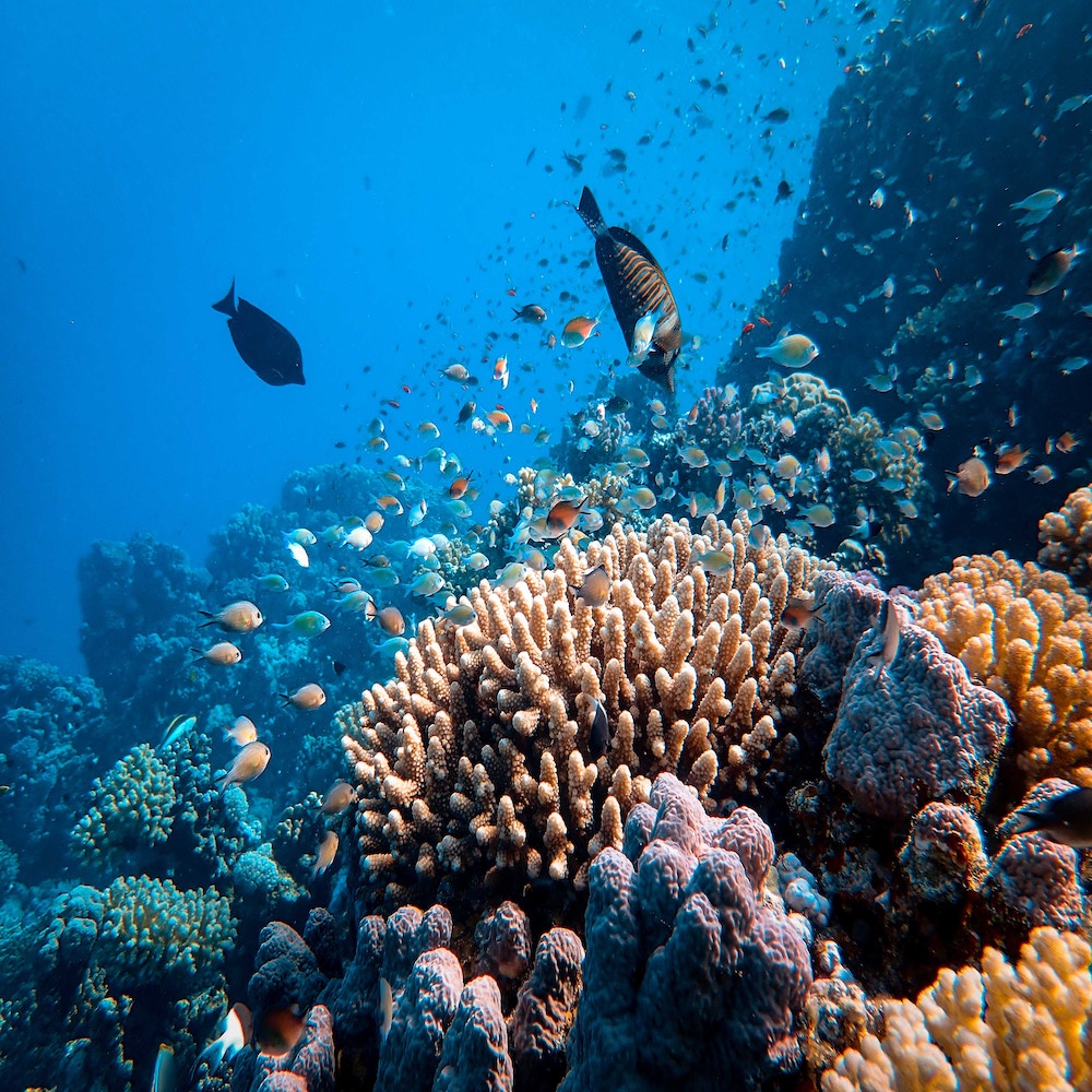 coral reef